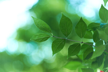 Green leaves background. Selective and soft focus. Copy space.
