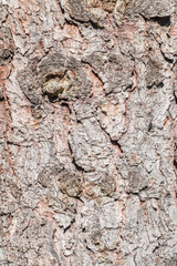 Bark texture and background of a old fir tree trunk. Detailed bark texture. Natural background