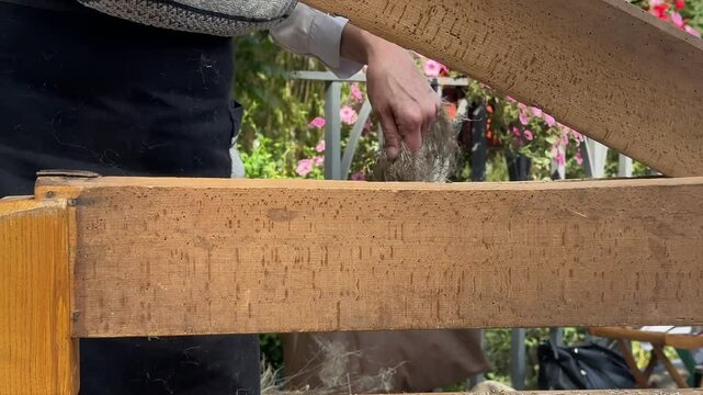 Traditional way of manufacturing of flax fabric. Woman is breaking flax fiber on flax brake.