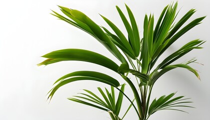 Elegant lady-palm plant gracefully displayed against a pristine white background