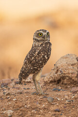 Arizona Desert Burrowing Owl 5