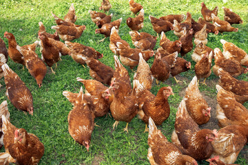 Flock of free-range chickens foraging on green grass, enjoying natural environment, poultry farming concept