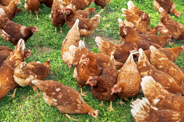 Free range chickens, natural farm life, flock of hens on green pasture, organic poultry farming concept