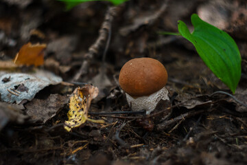 A Beautiful Mushroom Emerges from the Forest Floor Surrounded by Colorful Fallen Leaves
