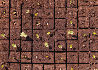 Seedlings sprouting in soil cubes, top view of young plants in organized grid, early growth, new...