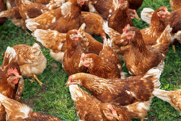 Brown chickens, free range, in outdoor area, feathers, group, farm birds, organic living, rural, agriculture life, poultry concept