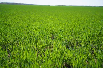 Young Green Wheat in Agricultural Field