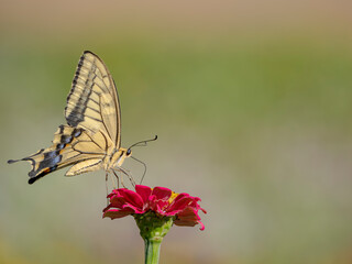 花の蜜を吸うアゲハチョウ