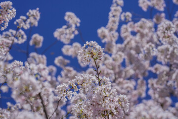 The cherry blossom tree background. White spring flowers the blossom fruit tree. Bunches of white cherry blossoms on blue sky. Spring day. Spring nature.