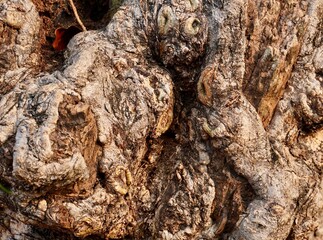 Brown rough grungy uneven tree trunk bark surface texture isolated on horizontal ratio background.