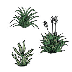 This vector illustration features a collection of desert plants with a hand-drawn aesthetic. The clean, minimalist background allows the plants to stand out, making it ideal for nature, gardening, or 