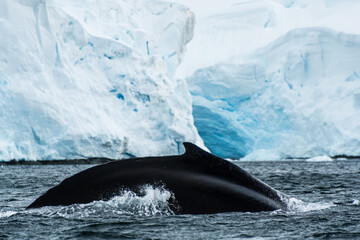 Close-up of the back and dorsal fin of a diving humpback whale -Megaptera novaeangliae. Image taken...