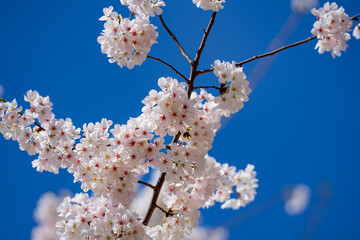 White cherry tree flower in spring. Blossoming tree brunch with white flowers on blue background. Spring flowers, blossom, white apple tree flowers. Blossoming tree brunch with white flowers on bokeh.