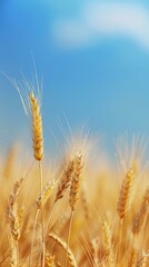 Fototapeta premium A close up of a wheat field with blue sky in the background. AI.