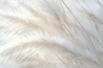 Ethereal Seed Fluff. Delicate and light plant texture concept