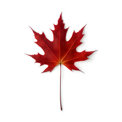 Naklejka premium Maple leaf