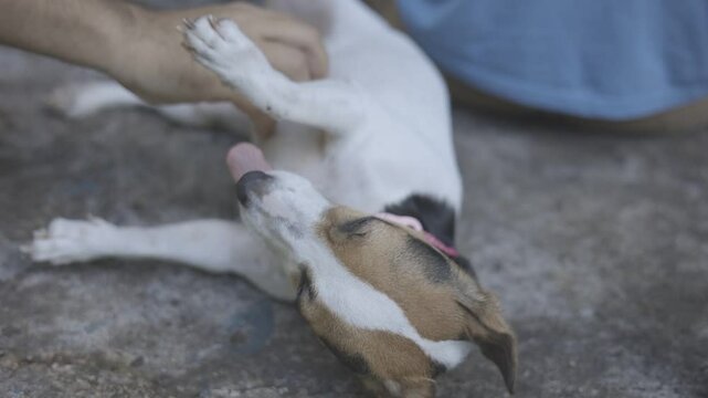 adorable dog lies down on the floor to be petted sweetly by a person. captured with canon eos R, C-log raw 8bits color. 1920x1080 HD