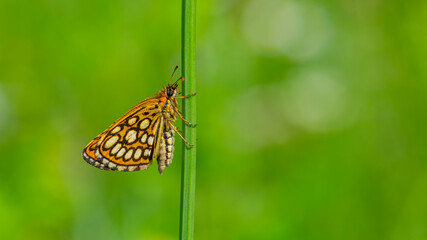 green background and dotted small butterfly holding on a green branch, Large Chequered Skipper,...