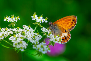 red butterfly taking a break on the white flower, Coenonympha arcania