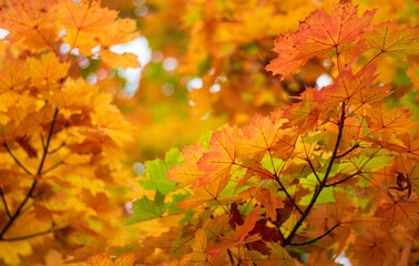 the wonderful colours of nature illuminated by the sun's rays