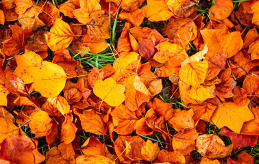 a brown carpet of colorful autumn leaves