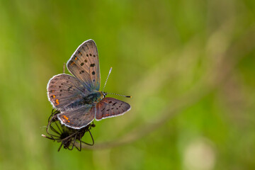 tiny white butterfly on yellow flower, Lycaena tityrus