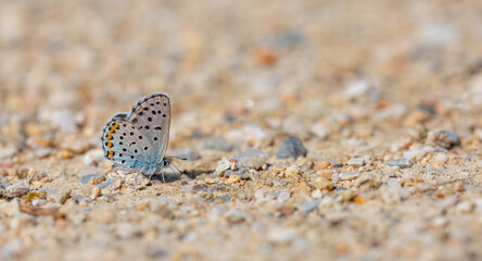 mineral field blue butterfly, Eastern Baton Blue, Pseudophilotes vicrama