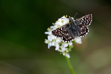 Southern Grizzled Skipper - male // Kleiner Würfel-Dickkopffalter - Männchen (Pyrgus malvoides) - Pav, Montengro