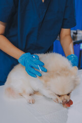 Closeup shot of veterinarian hands checking dog by stethoscope in vet clinic