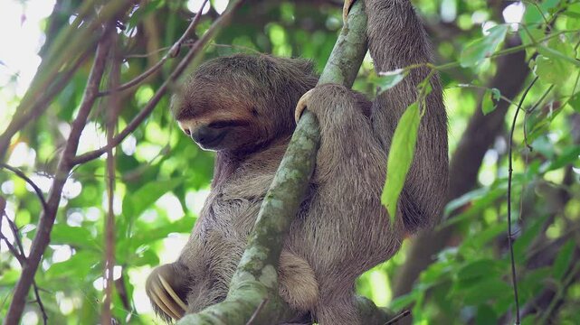 Cute sloth scratches itchy leg while perched in jungle tree branch