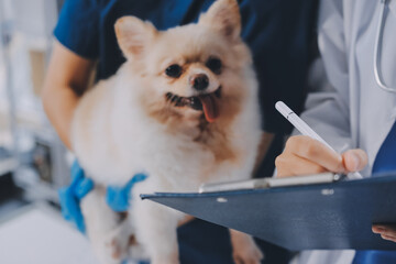 Closeup shot of veterinarian hands checking dog by stethoscope in vet clinic