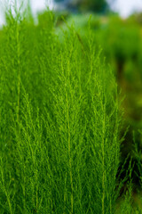 Dill in the vegetable farm land in Liliw Laguna Philippines.