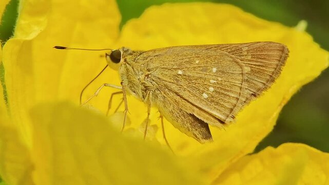 Pelopidas mathias, the dark small-branded swift, small branded swift, lesser millet skipper or black branded swift, is a butterfly belonging to the family Hesperiidae. It is found throughout much of s