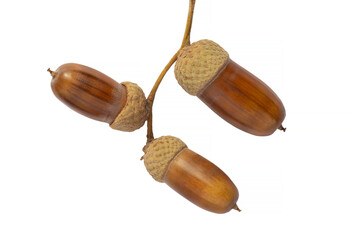 close up of three acorns on stem isolated on white