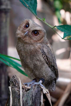 celepuk jawa or javan scops owl (Otus angelineae) perched on tree branch in the forest during the day