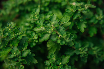 Background of chrysanthemum flower leaves. Beauty is in nature.