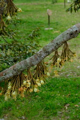 Durian flowers blooming on tree branches. Durian is the edible fruit of several tree species belonging to the genus Durio.