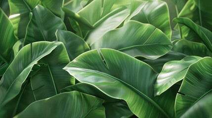 Obraz premium Lush Greenery. Smooth, glossy, and waxy leaves, plant texture. 23 concept