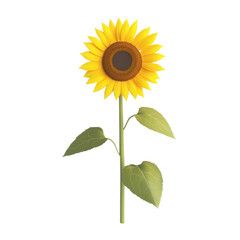 Bright Single Sunflower  on Transparent Background