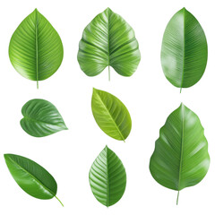 Fototapeta premium Collection of Various Green Leaves on Transparent Background