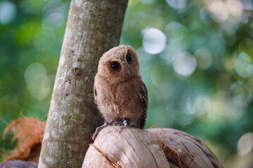 celepuk jawa or javan scops owl (Otus angelineae) perched on tree branch in the forest during the day