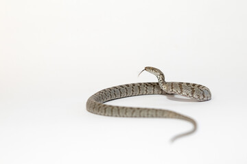 A European Cat Snake or Soosan Snake, Telescopus fallax, white background, selective focus, close-up.