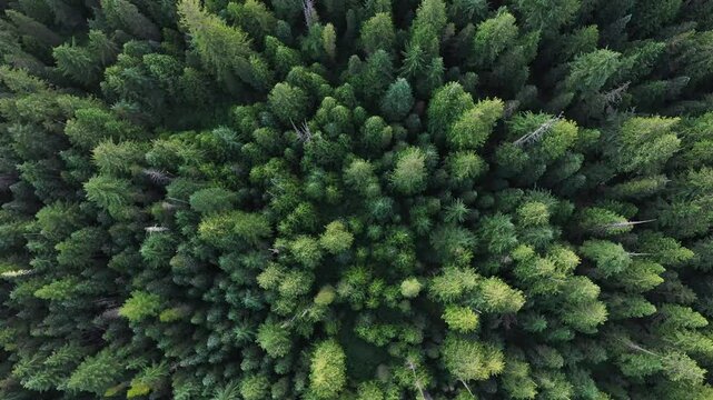4k high quality aerial drone video footage of an evergreen tall green forests captured near Trillium Lake Oregon, Pacific Northwest. Landscape, nature drone video for download.