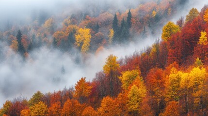 Autumn forest in the Balkan Mountains, Bulgaria, shrouded in fog with brilliant hues of fall foliage creating a serene scene