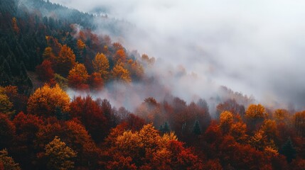 Fototapeta premium Autumn in the Balkan Mountains, Bulgaria: a fog-covered forest with rich, warm hues of fall foliage emerging through the mist