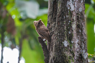 celepuk jawa or javan scops owl (Otus angelineae) perched on tree branch in the forst during the day