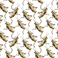 Pattern of grasshoppers and locusts. Insects run in different directions. Grey, beige and brown. Watercolor illustration.