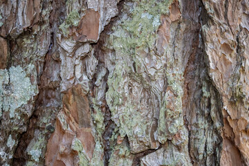 tree texture, tree skin background 