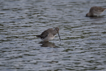 Burnaby, British Columbia, Canada - September 03, 2023: Long-billed Dowitcher in Burnaby Lake
Shot using Nikon Z5 and Sigma 150-600mm Contemporary