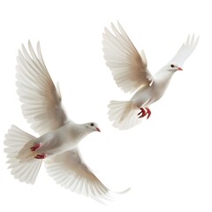 Obraz premium dove isolated with white background Generative AI